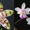 Phalaenopsis Tetrasambo x lindenii