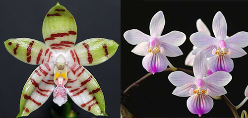 Phalaenopsis Tetrasambo x lindenii