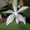 Phalaenopsis tetraspis alba