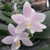 Phalaenopsis tetraspis alba x equestris alba