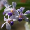 Phalaenopsis tetraspis alba x Vanda coerulea blue