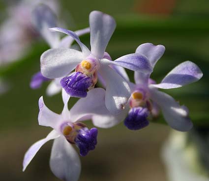 Phalaenopsis tetraspis alba x Vanda coerulea blue