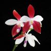 Phalaenopsis tetraspis 'C#1'