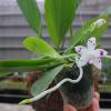 Phalaenopsis tetraspis forma speciosa