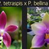 Phalaenopsis tetraspis red x bellina blue