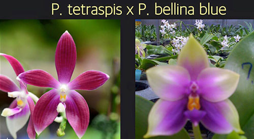 Phalaenopsis tetraspis red x bellina blue