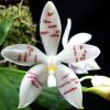 Phalaenopsis tetraspis var circle 'T-2'