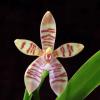 Phalaenopsis tetraspis x cornu-cervi