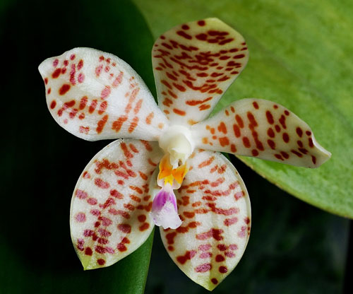 Phalaenopsis tetraspis x gigantea