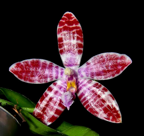Phalaenopsis tetraspis x lueddemanniana