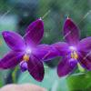 (Phalaenopsis tetraspis x speciosa) x violacea indigo