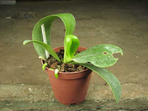 Phalaenopsis tetraspis x thalebanii