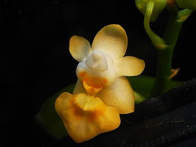 Phalaenopsis thailandica Thailand