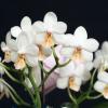 Phalaenopsis (Timothy Christopher x parishii) 'KF'