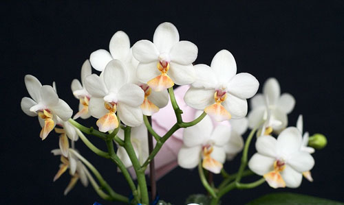 Phalaenopsis (Timothy Christopher x parishii) 'KF'