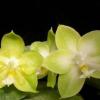 Phalaenopsis Tsay's Evergreen