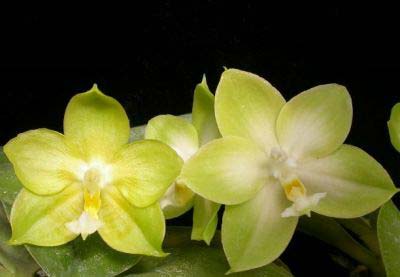 Phalaenopsis Tsay's Evergreen