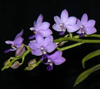 Phalaenopsis Tying Shin Blue Jay x Doritaenopsis Purple Martin
