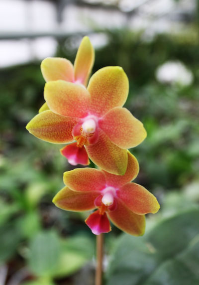 Phalaenopsis Tying Shin Cupid 'Yaphon'