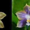 Phalaenopsis Tzu Chiang Tetralitz x Mituo Reflex Dragon