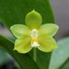 Phalaenopsis (Tzu Chiang Litlitz-micholtzii) '#1' x Joy Dreamy Jade '#7'