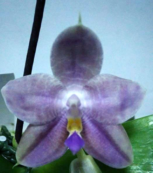 Phalaenopsis Tzu Chiang Litlitz x violacea coerulea 'AL-1'