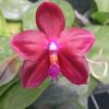 Phalaenopsis venosa x violacea indigo