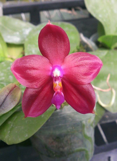 Phalaenopsis venosa x violacea indigo
