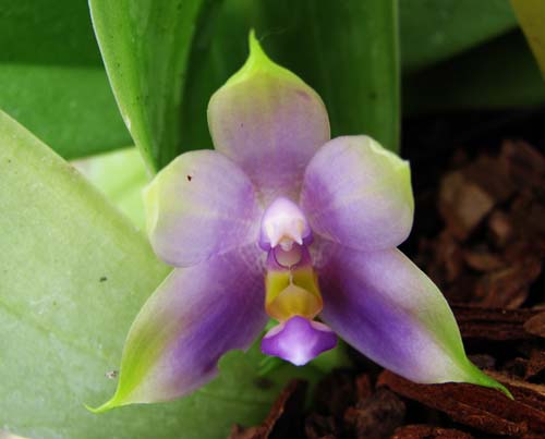 Phalaenopsis violacea 'Blue'