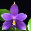 Phalaenopsis violacea 'Blue Indigo'