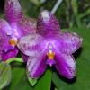 Phalaenopsis violacea 'Blue Malaysia' x gigantea