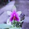 Phalaenopsis violacea 'Borneo'