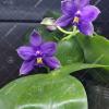 Phalaenopsis violacea indigo 'KF#1'