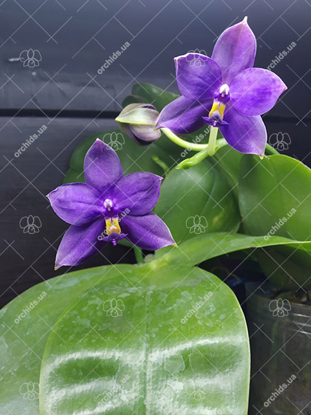 Phalaenopsis violacea indigo 'KF#1'