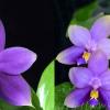 Phalaenopsis violacea indigo x  ((tetraspis x speciosa)  x  violacea indigo)