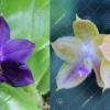 Phalaenopsis violacea indigo x (javanica x Ld's Bear Queen yellow)