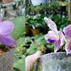 Phalaenopsis (violacea indigo x micholitzii #1) x Java Queen #10