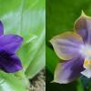 Phalaenopsis violacea indigo x Mituo Reflex Dragon 'Blue #2' AM/AOS
