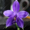 Phalaenopsis violacea indigo x (violacea x Su-An Super Star)