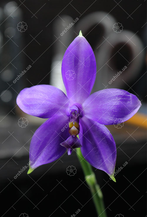 Phalaenopsis violacea indigo x (violacea x Su-An Super Star)