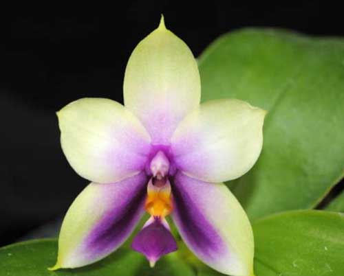 Phalaenopsis violacea (Japan)