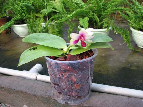Phalaenopsis violacea 'ORCHIS-01'