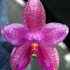 Phalaenopsis violacea sumatra x gigantea