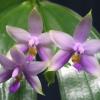 Phalaenopsis violacea var coerulea