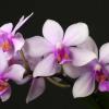Phalaenopsis wilsonii x violacea