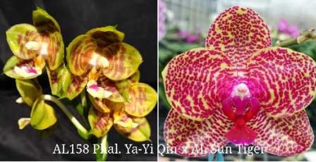 Phalaenopsis Ya-YI Qin x AL Sun Tiger