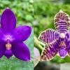Phalaenopsis (YangYang Blue Angel x lueddemanniana coerulea)
