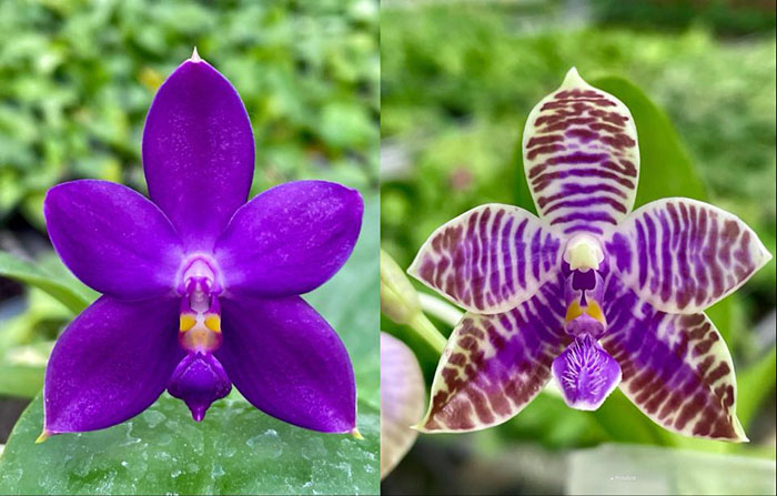 Phalaenopsis (YangYang Blue Angel x lueddemanniana coerulea)