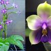 Phalaenopsis YangYang Blueberry x bellina coerulea