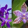 Phalaenopsis (YangYang Blueberry x lueddemannian fma coerulea)